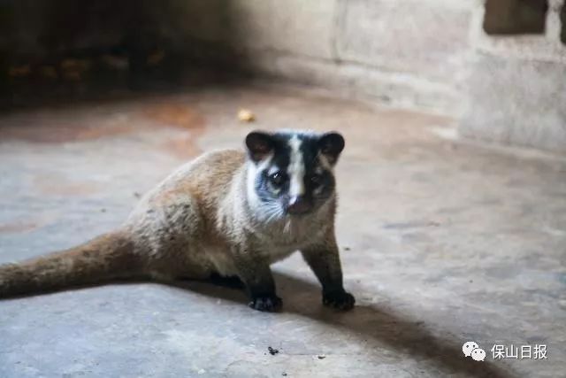 保山最好咖啡豆,保山最贵的咖啡品种