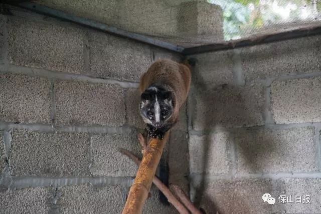 保山最好咖啡豆,保山最贵的咖啡品种