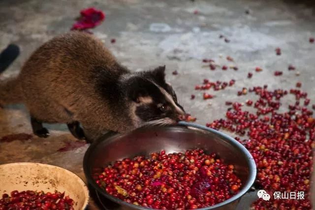保山最好咖啡豆,保山最贵的咖啡品种