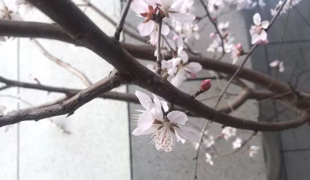 东大硬核入学致辞为什么让人喜欢,东大在中国的认可度