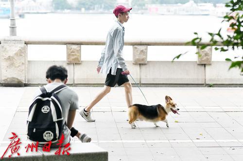 宠物狗办证每年年检,广州养狗需要上狗牌吗