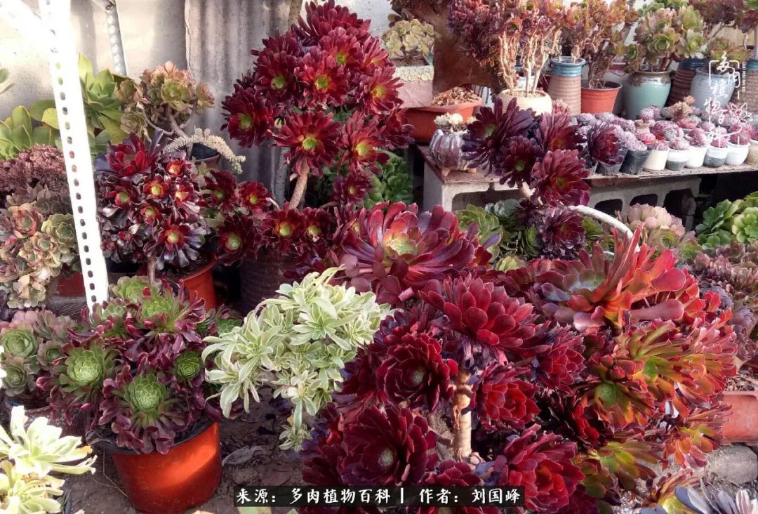 不学无术容易赚大钱,不学无术养多肉摇身一变资产过亿