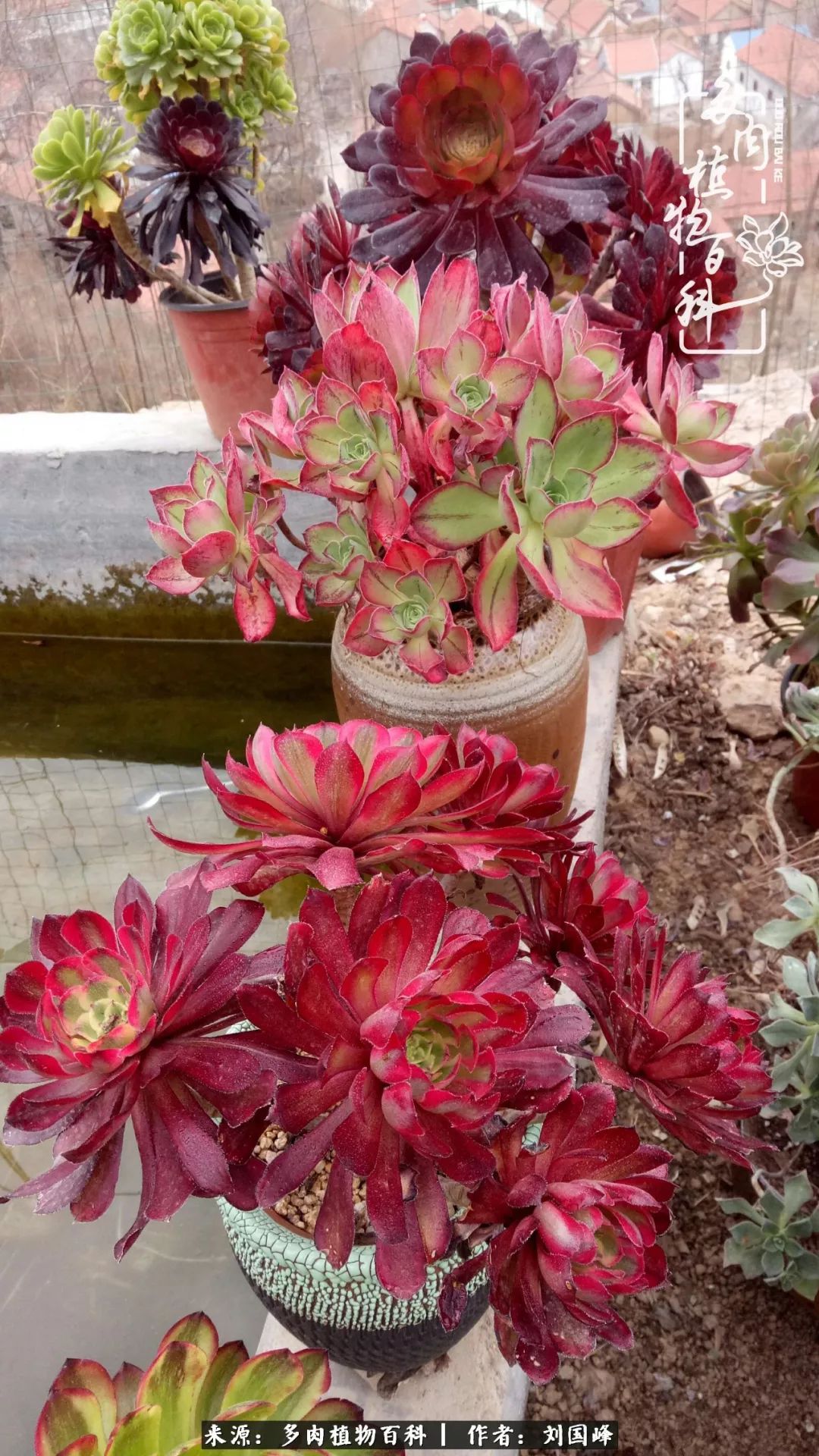 不学无术容易赚大钱,不学无术养多肉摇身一变资产过亿