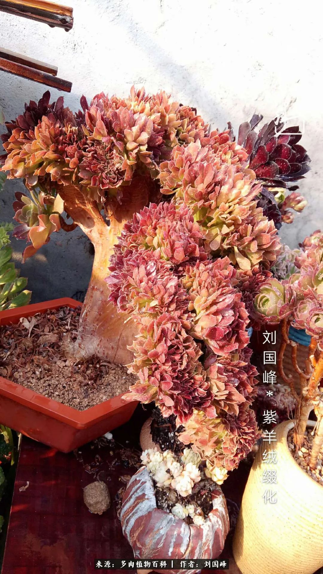 不学无术容易赚大钱,不学无术养多肉摇身一变资产过亿