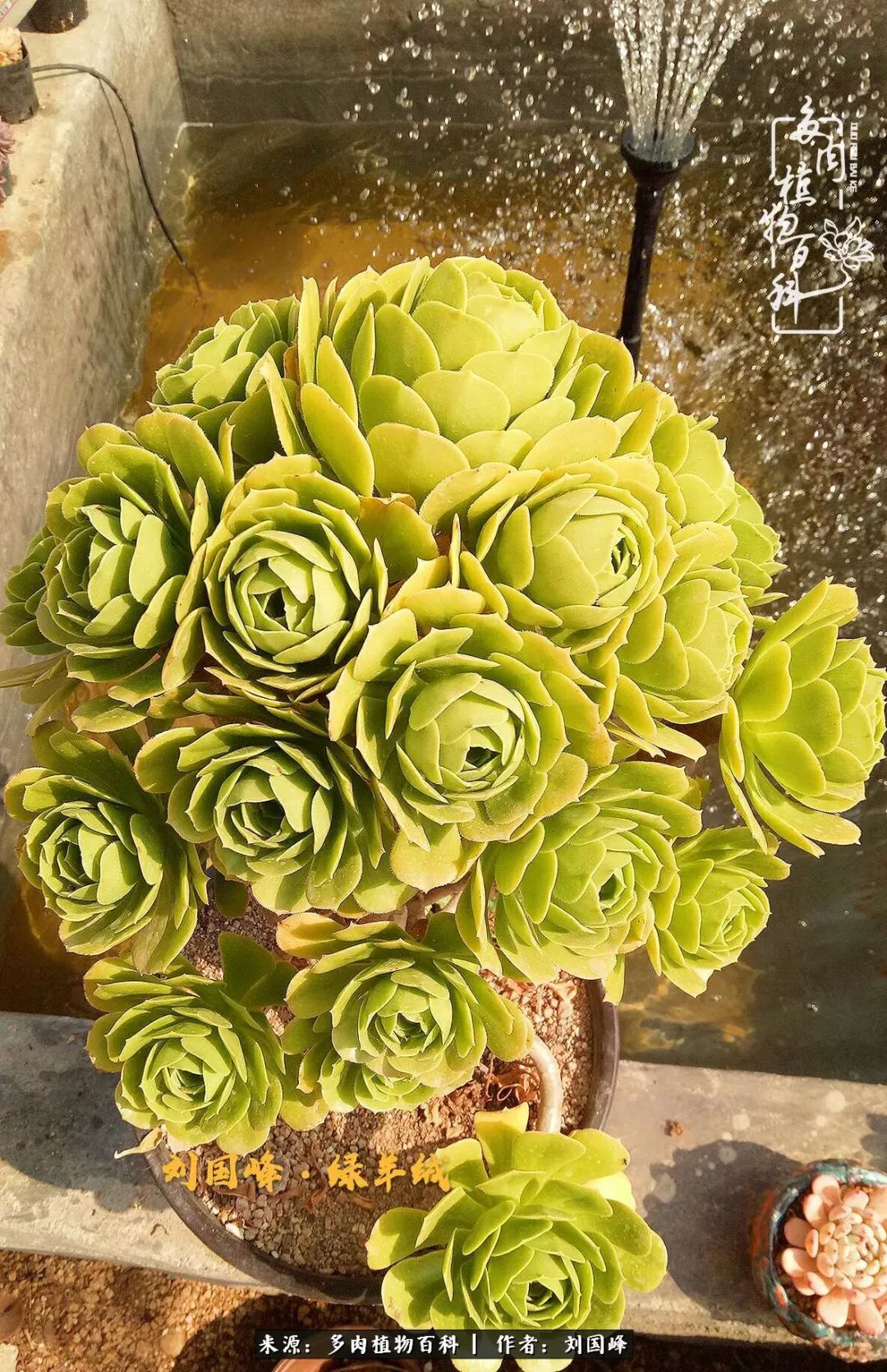 不学无术容易赚大钱,不学无术养多肉摇身一变资产过亿