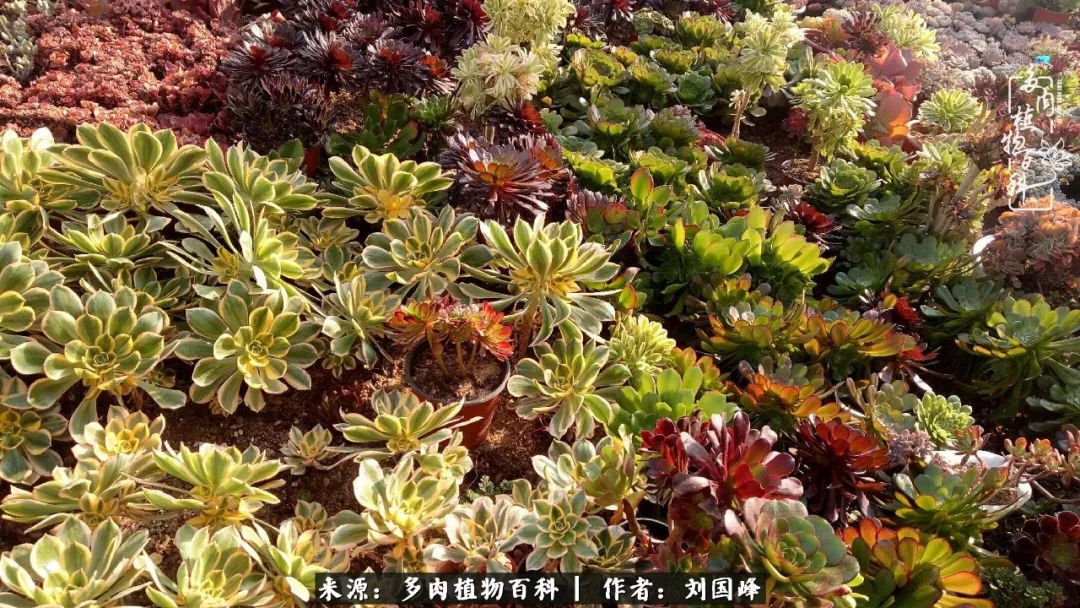 不学无术容易赚大钱,不学无术养多肉摇身一变资产过亿