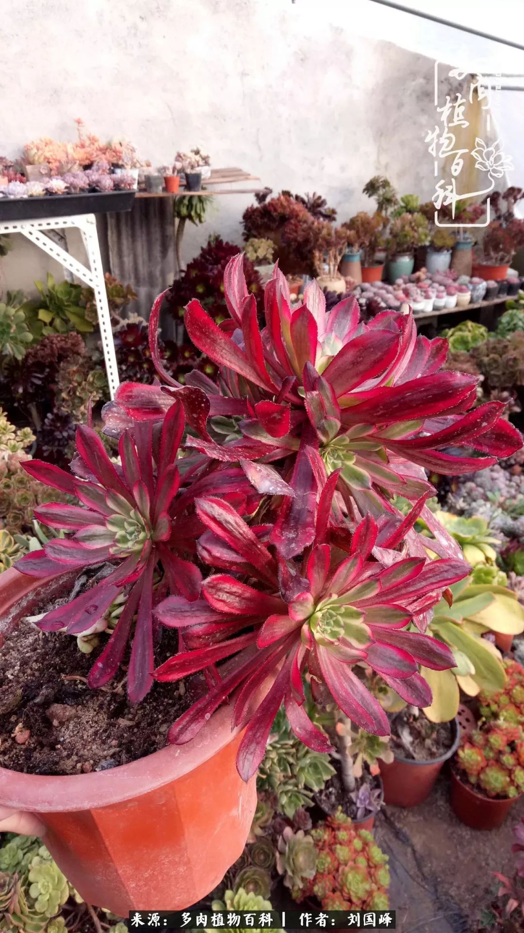 不学无术容易赚大钱,不学无术养多肉摇身一变资产过亿