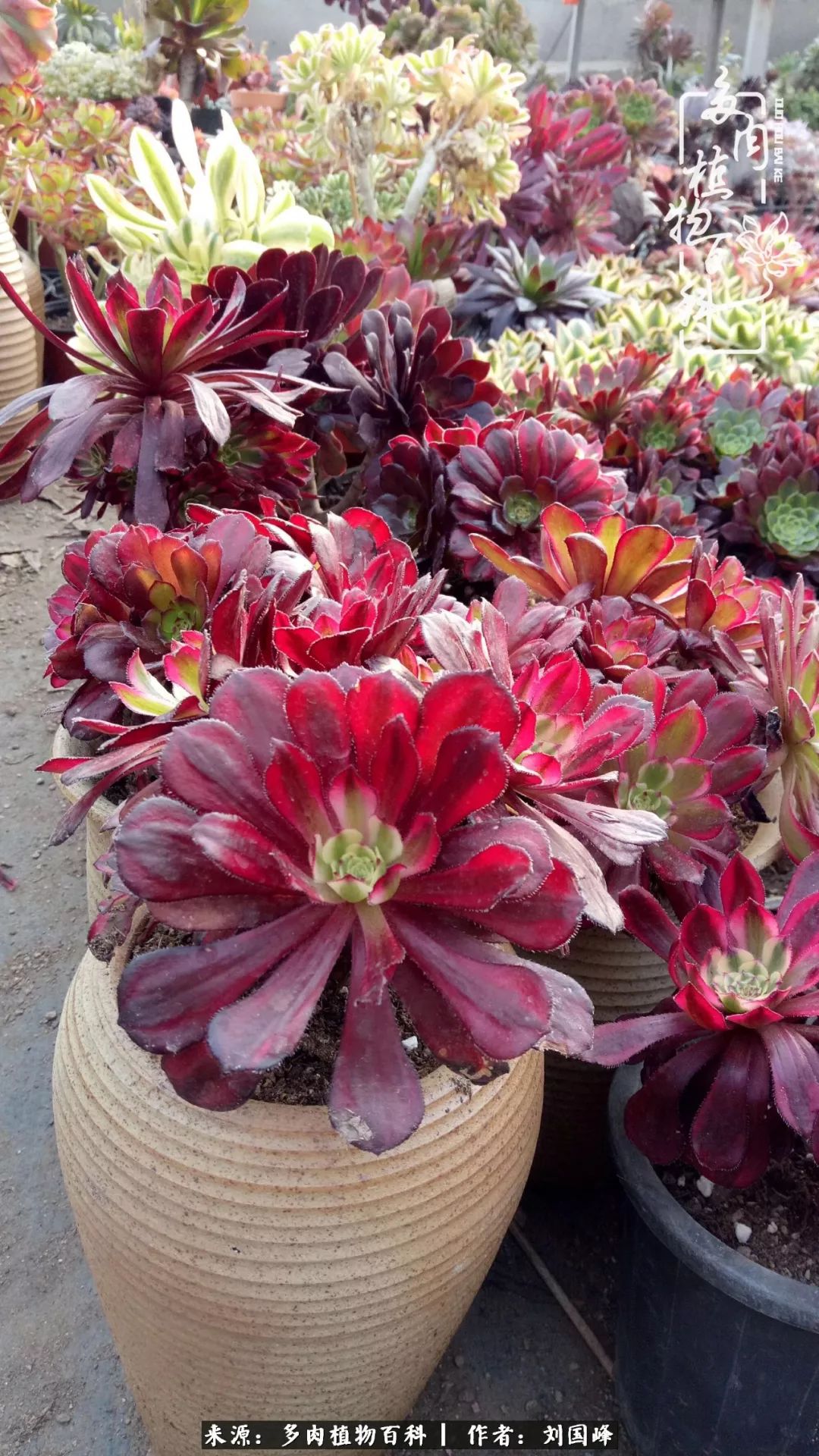 不学无术容易赚大钱,不学无术养多肉摇身一变资产过亿