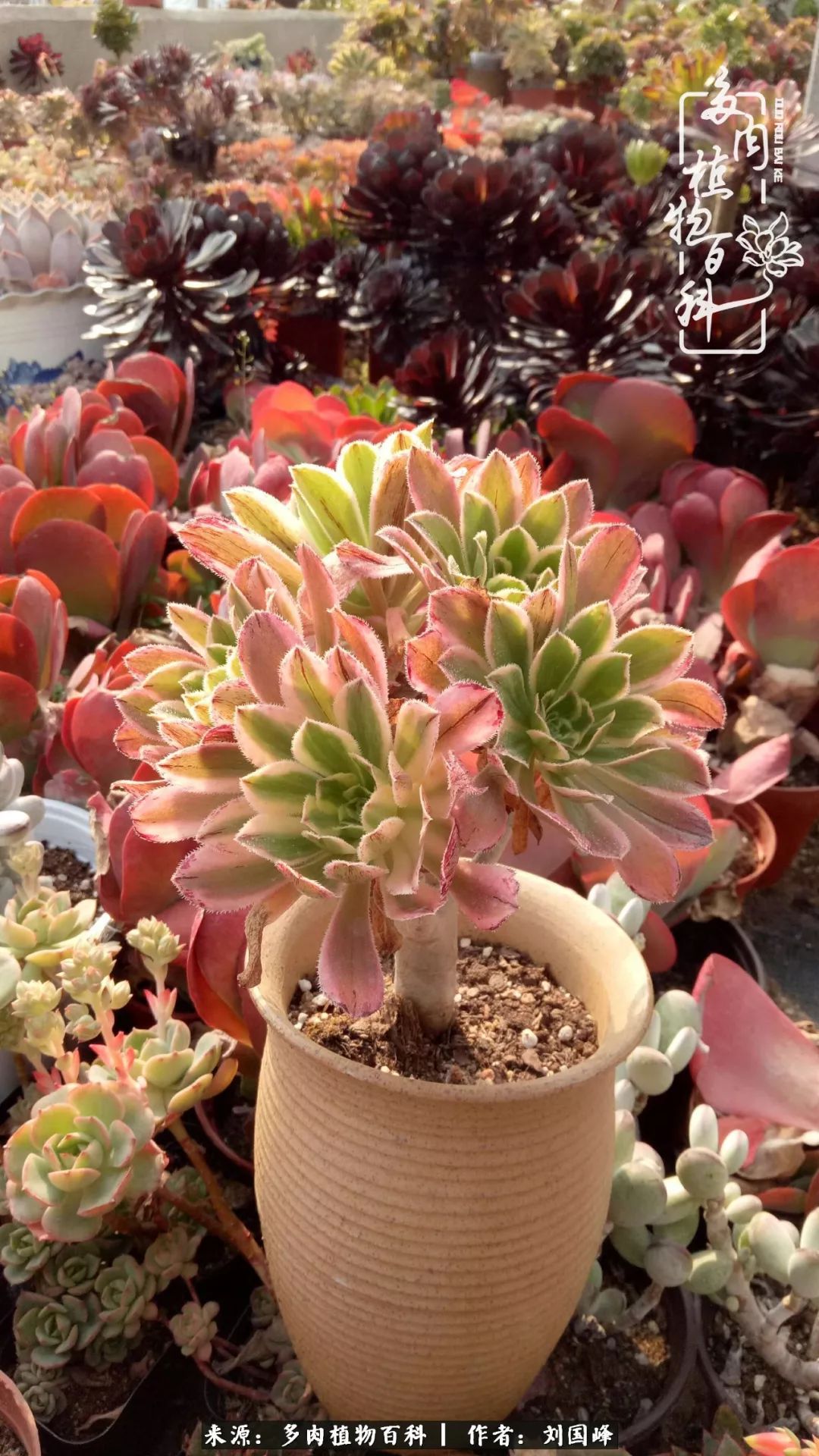 不学无术容易赚大钱,不学无术养多肉摇身一变资产过亿