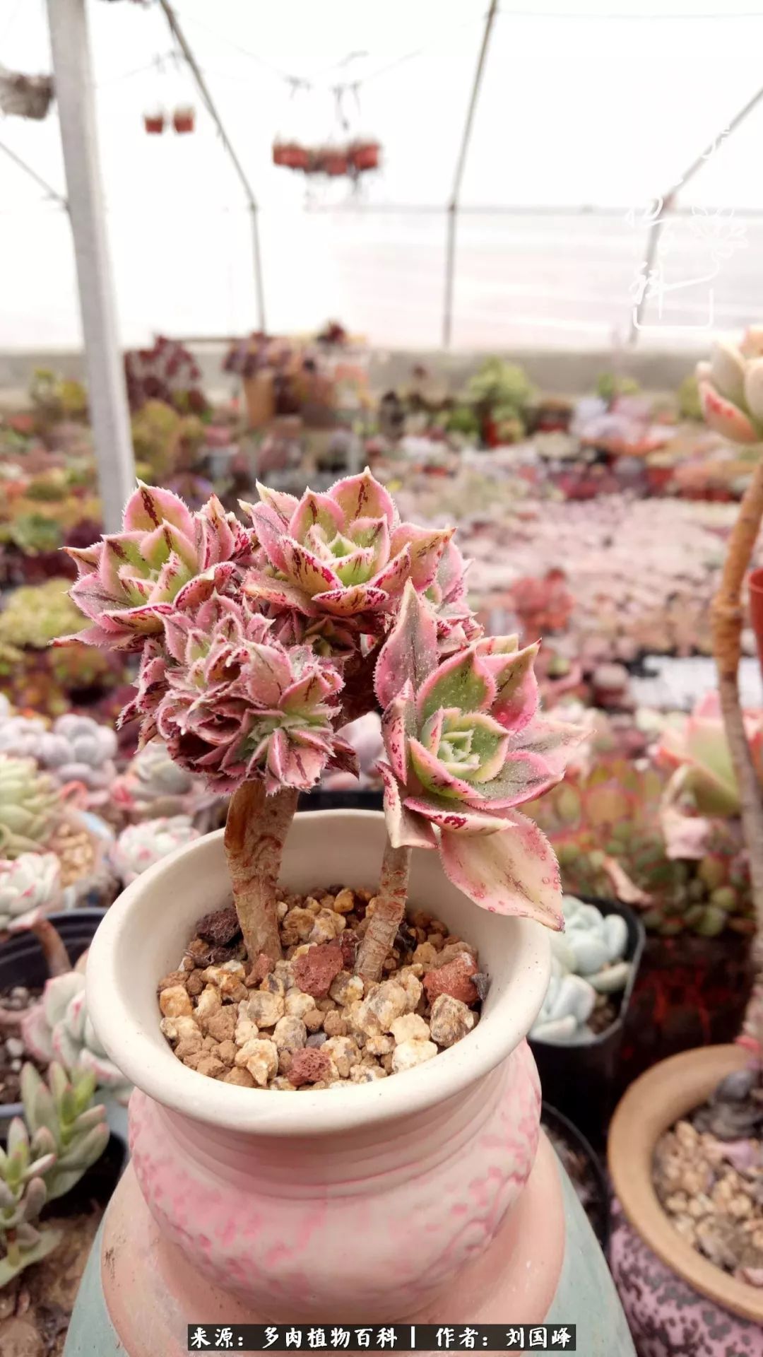 不学无术容易赚大钱,不学无术养多肉摇身一变资产过亿