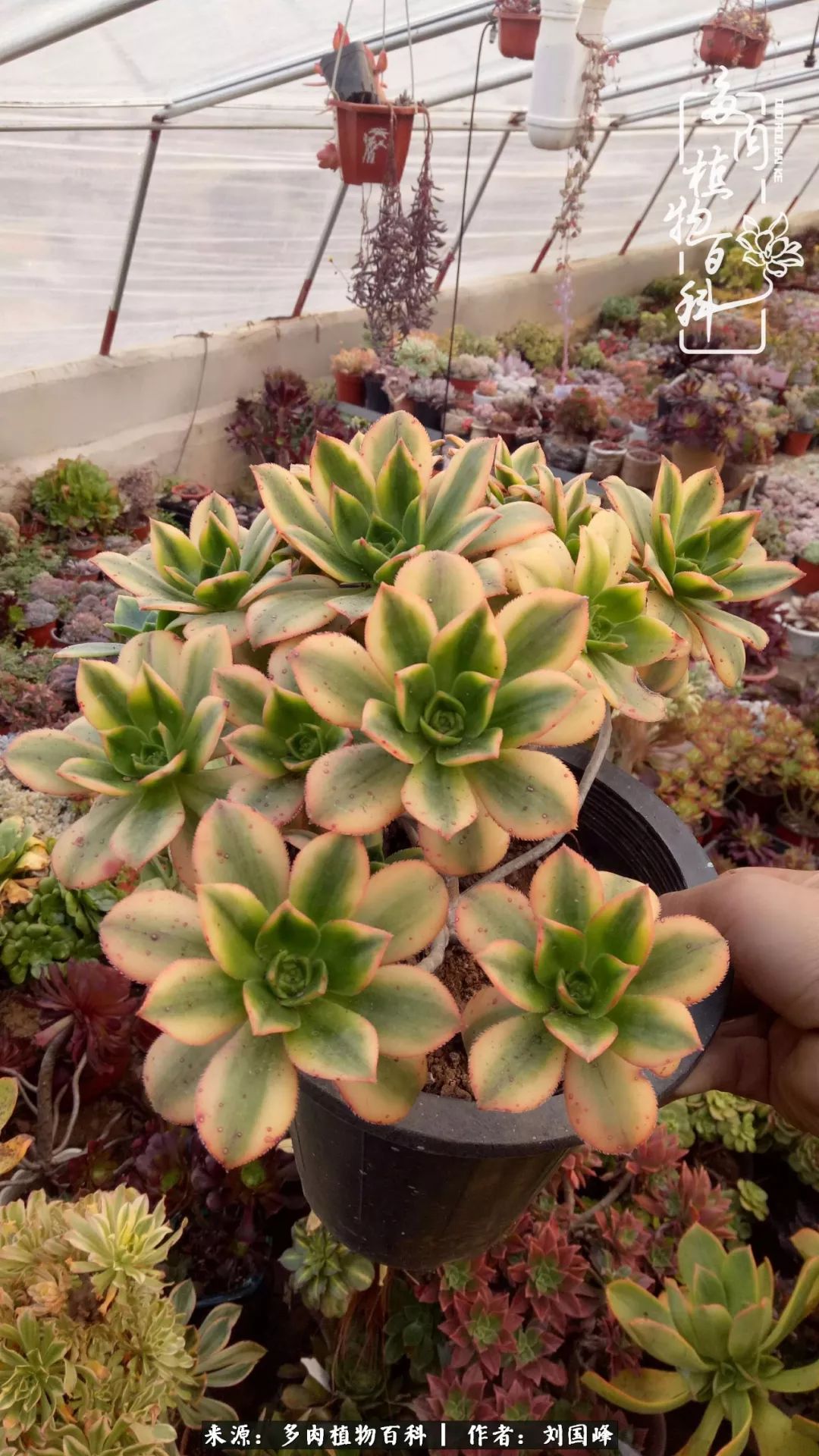 不学无术容易赚大钱,不学无术养多肉摇身一变资产过亿