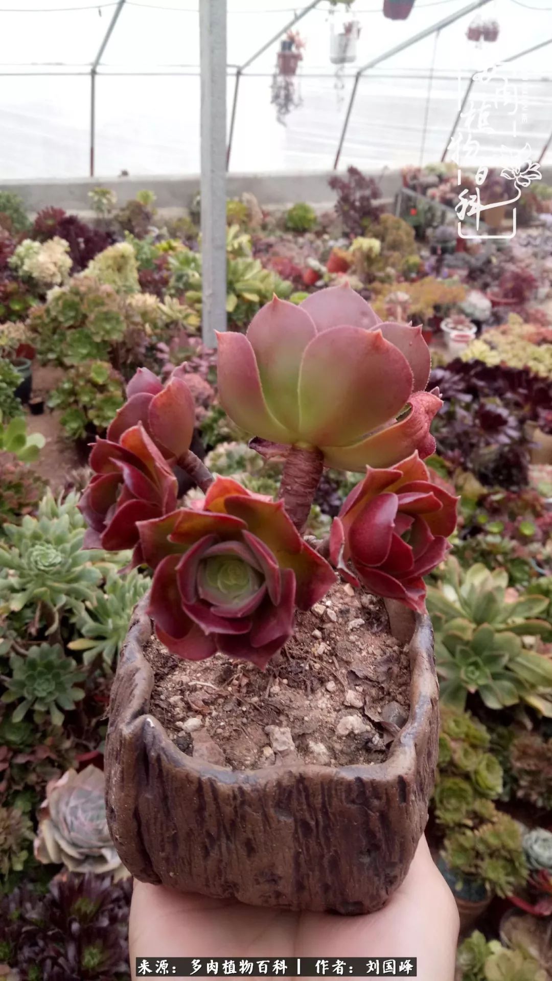 不学无术容易赚大钱,不学无术养多肉摇身一变资产过亿