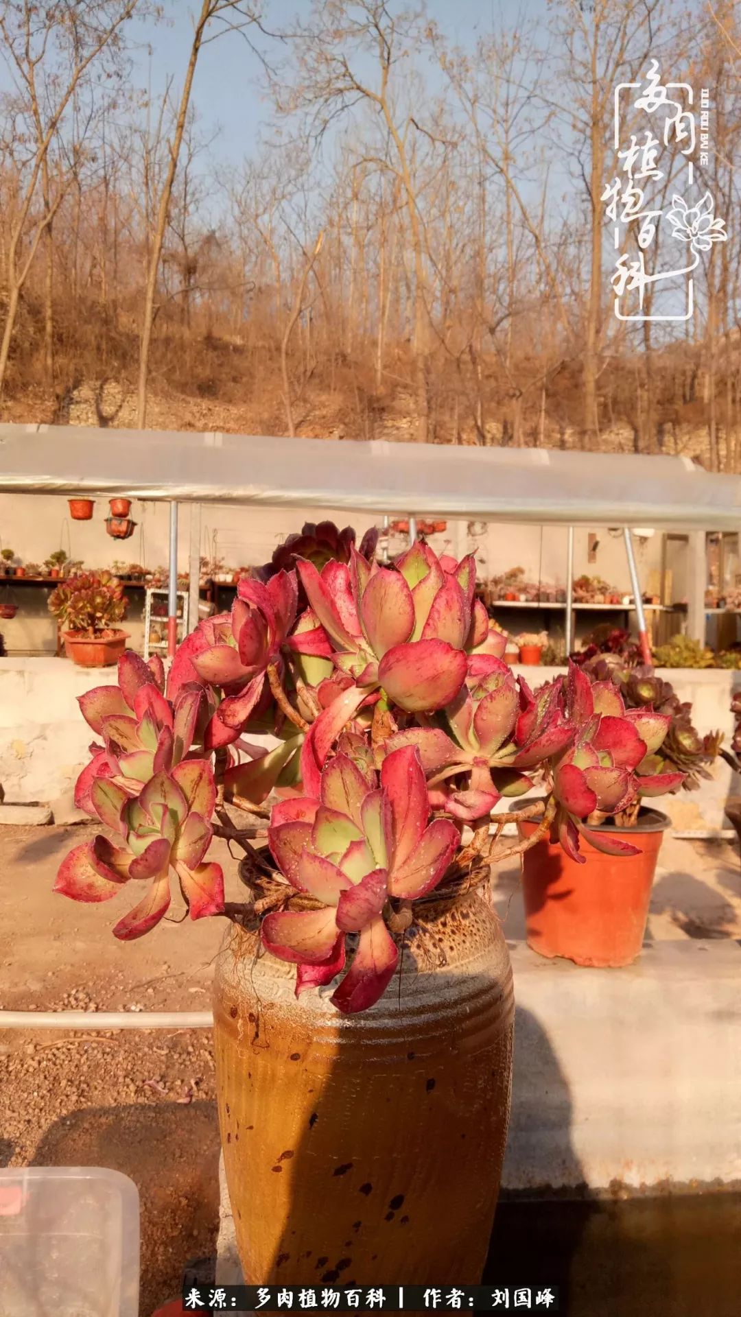 不学无术容易赚大钱,不学无术养多肉摇身一变资产过亿