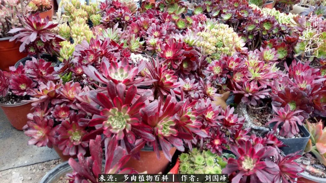 不学无术容易赚大钱,不学无术养多肉摇身一变资产过亿