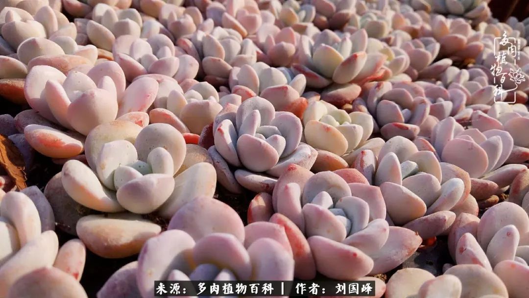 不学无术容易赚大钱,不学无术养多肉摇身一变资产过亿