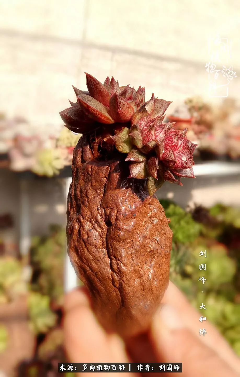 不学无术容易赚大钱,不学无术养多肉摇身一变资产过亿