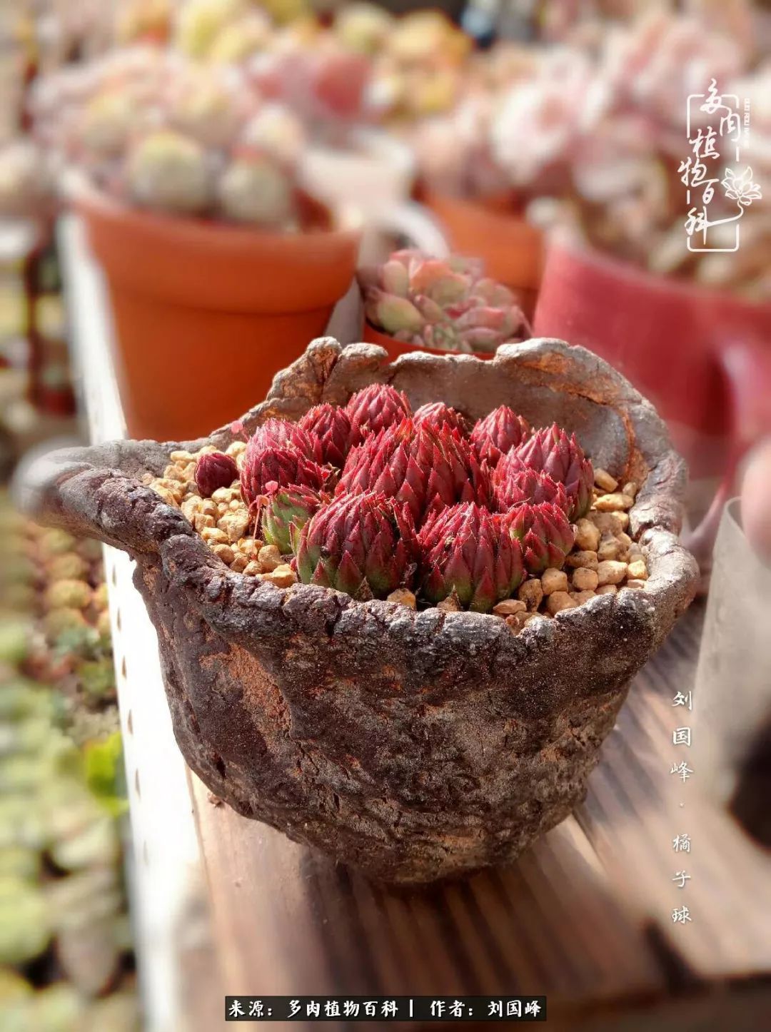 不学无术容易赚大钱,不学无术养多肉摇身一变资产过亿