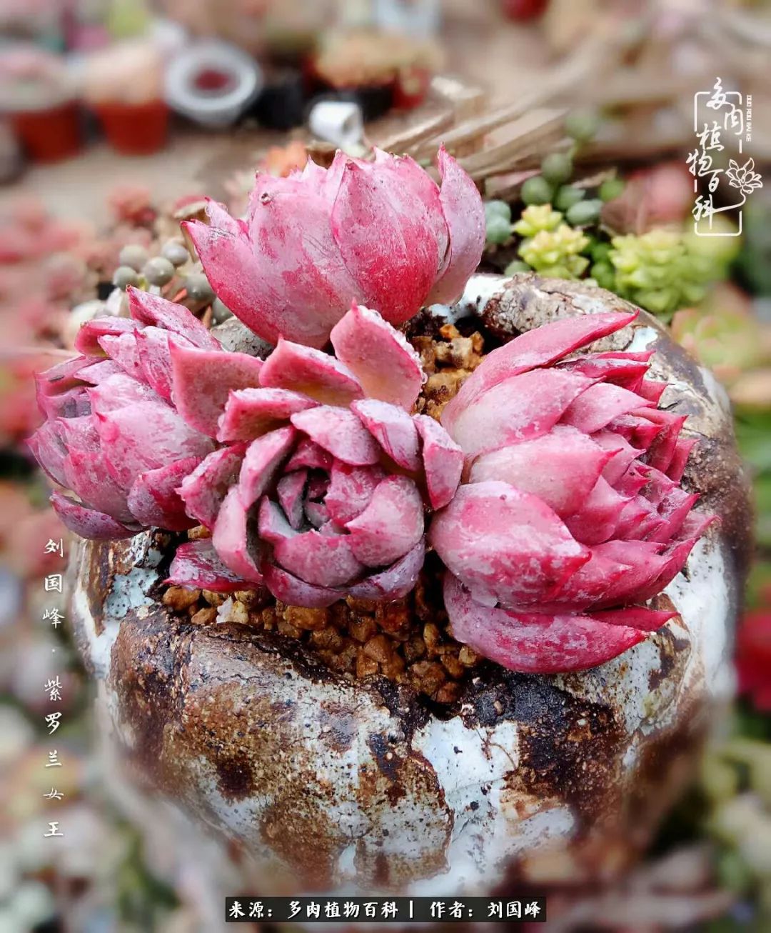 不学无术容易赚大钱,不学无术养多肉摇身一变资产过亿