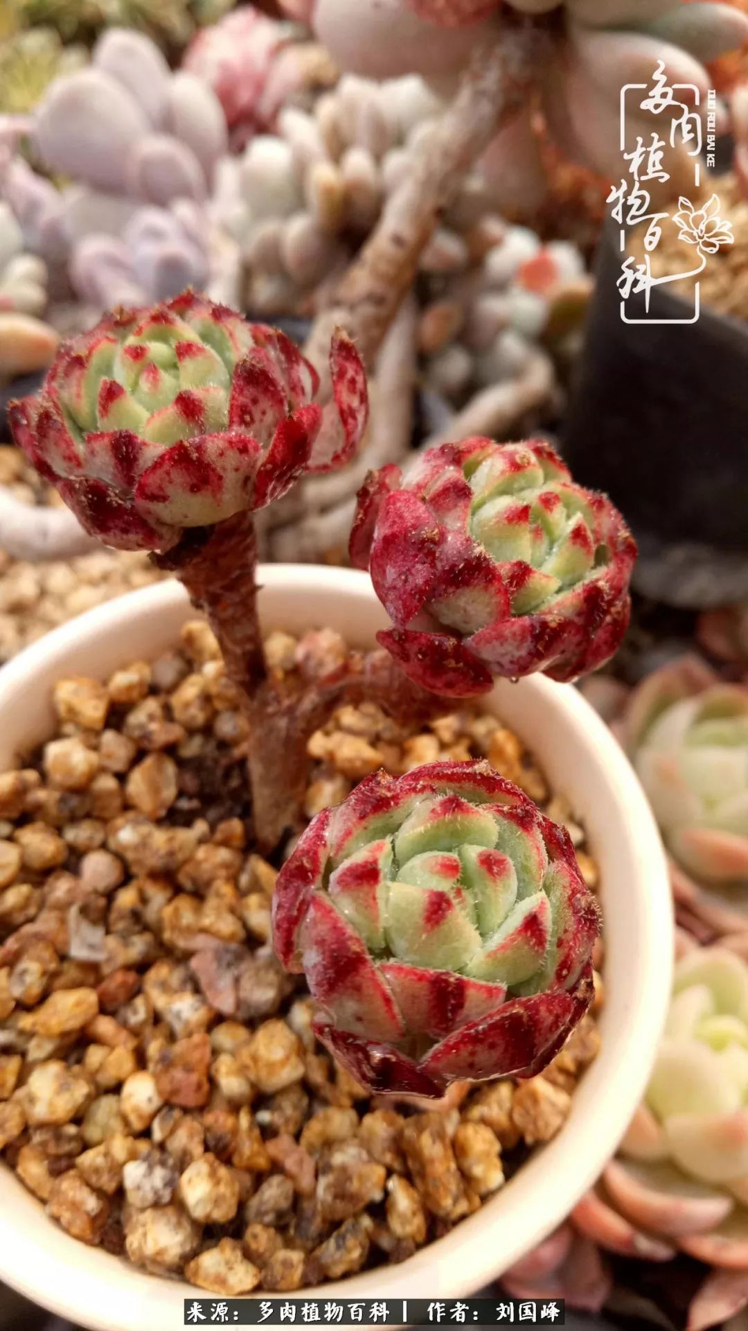 不学无术容易赚大钱,不学无术养多肉摇身一变资产过亿