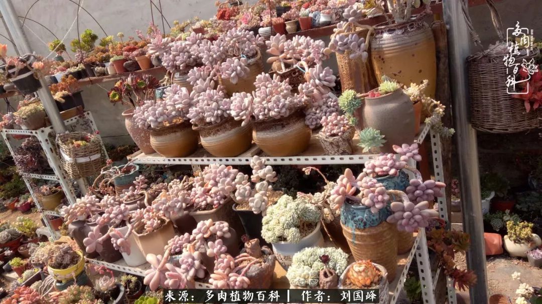 不学无术容易赚大钱,不学无术养多肉摇身一变资产过亿