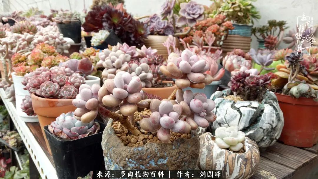 不学无术容易赚大钱,不学无术养多肉摇身一变资产过亿