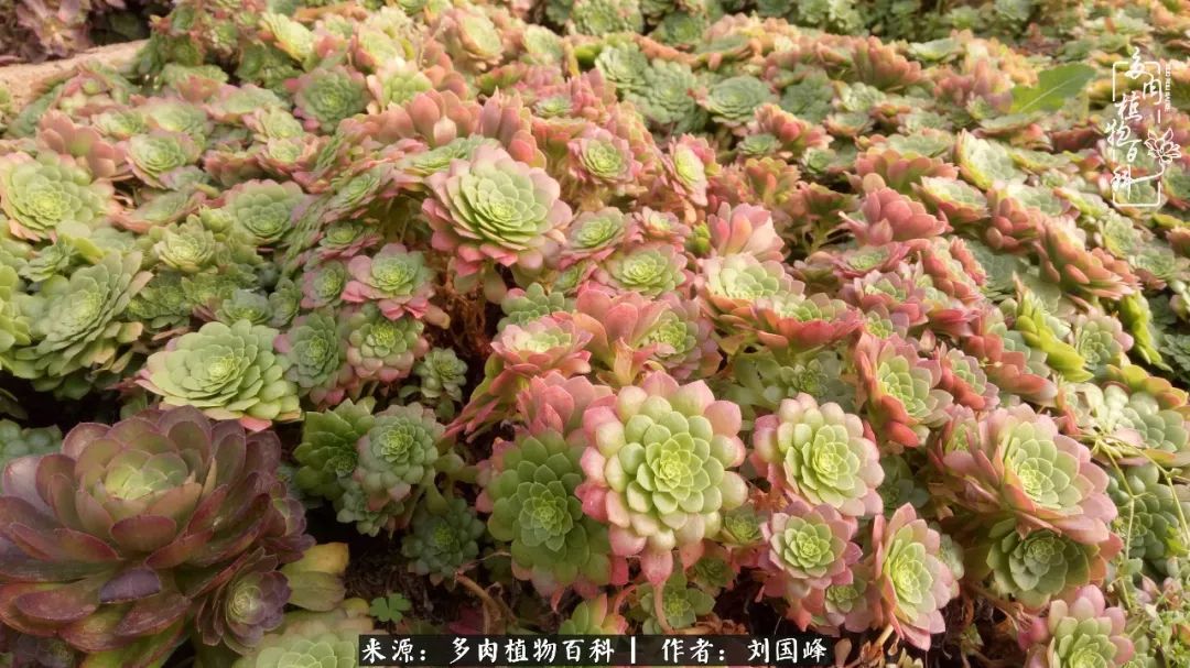 不学无术容易赚大钱,不学无术养多肉摇身一变资产过亿