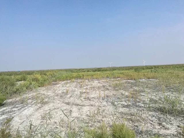 盐碱地土壤改良剂有哪些,盐碱地治理剂