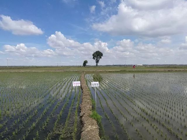 盐碱地土壤改良剂有哪些,盐碱地治理剂