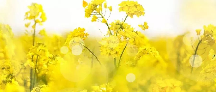 旅游攻略清明小长假,清明小长假你的旅游清单定好了吗