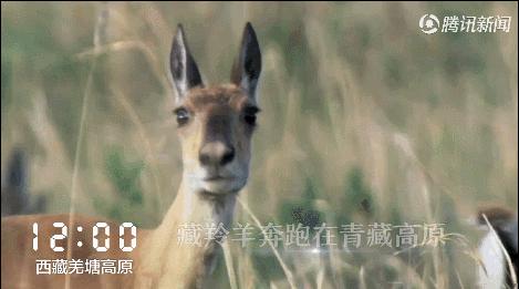 读懂十二时辰就懂人生,读懂十二时辰就懂了我们的一生