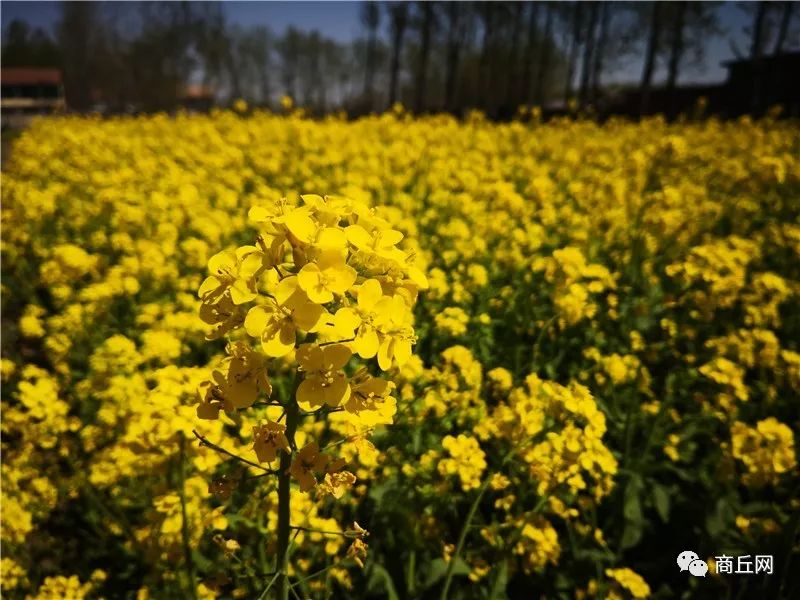 认准了!“懂菜农业”杯第七届黄河故道湿地花海徒步穿越路标已布置完成