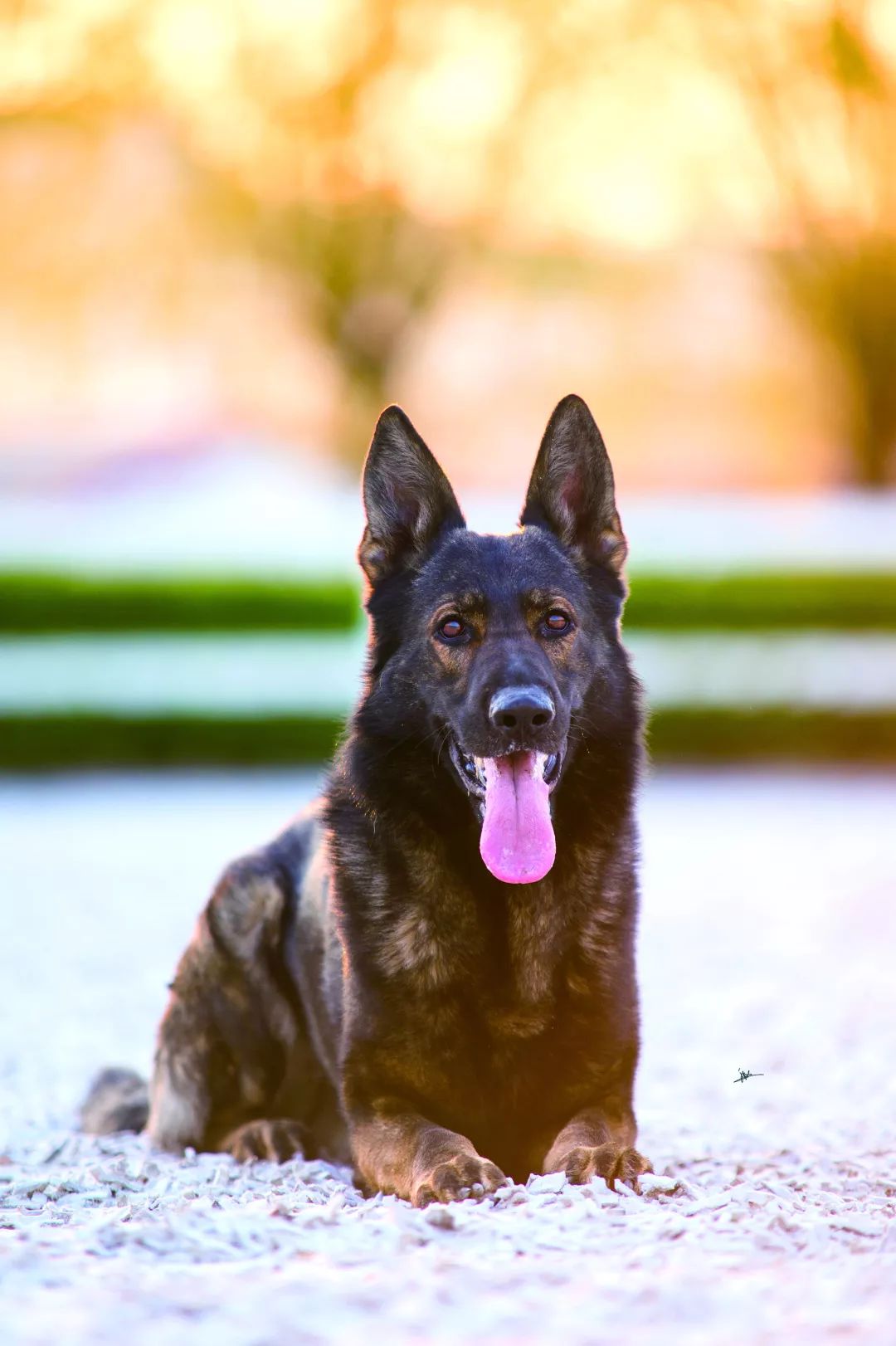 德国牧羊犬历史最重体型,世界上最顶级的德国牧羊犬