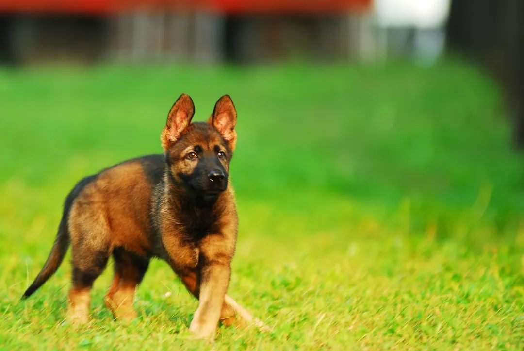 德国牧羊犬历史最重体型,世界上最顶级的德国牧羊犬