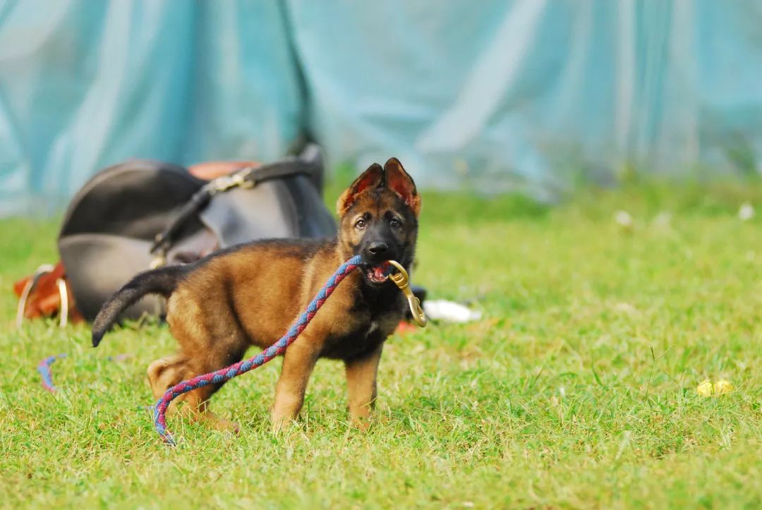 德国牧羊犬历史最重体型,世界上最顶级的德国牧羊犬