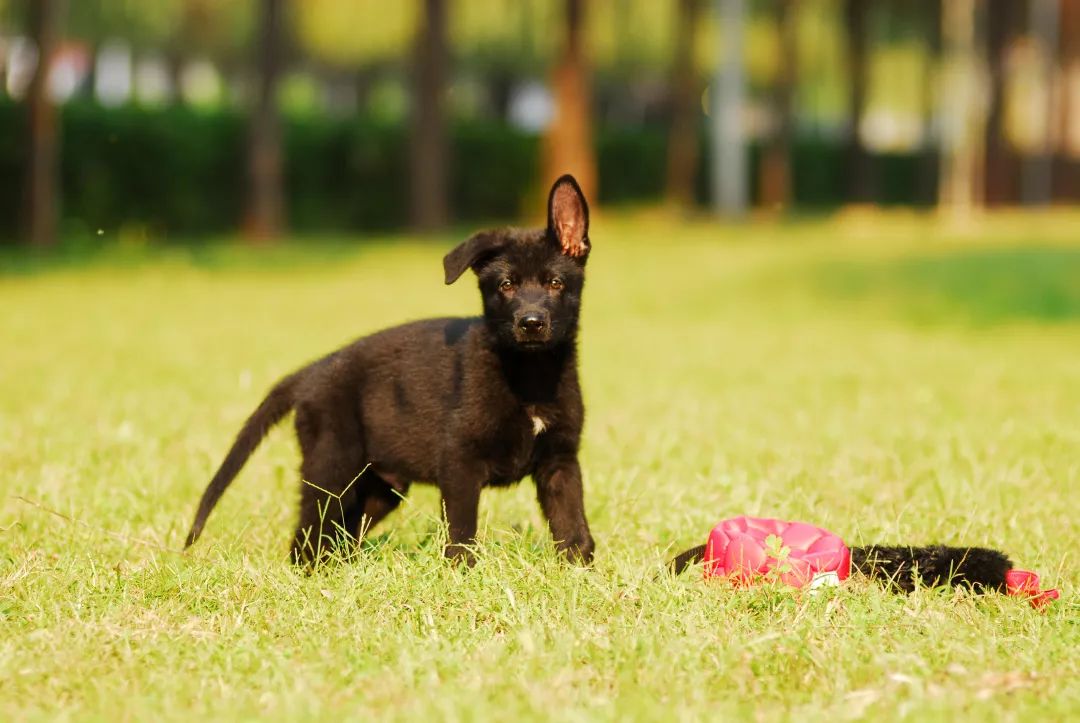 德国牧羊犬历史最重体型,世界上最顶级的德国牧羊犬