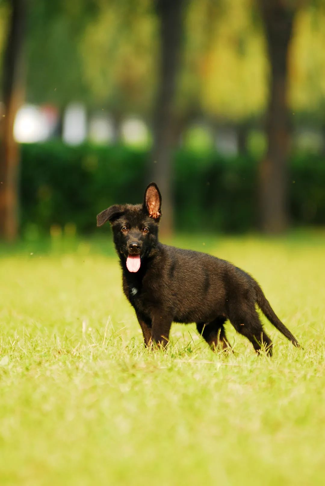 德国牧羊犬历史最重体型,世界上最顶级的德国牧羊犬