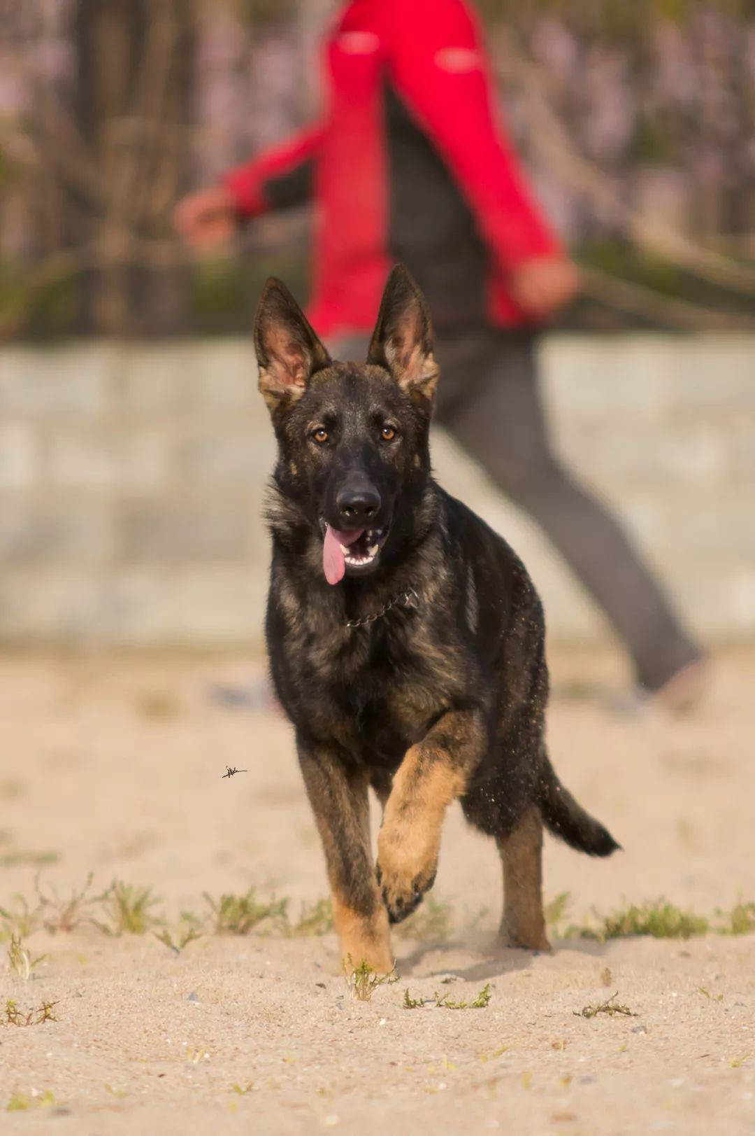 德国牧羊犬历史最重体型,世界上最顶级的德国牧羊犬