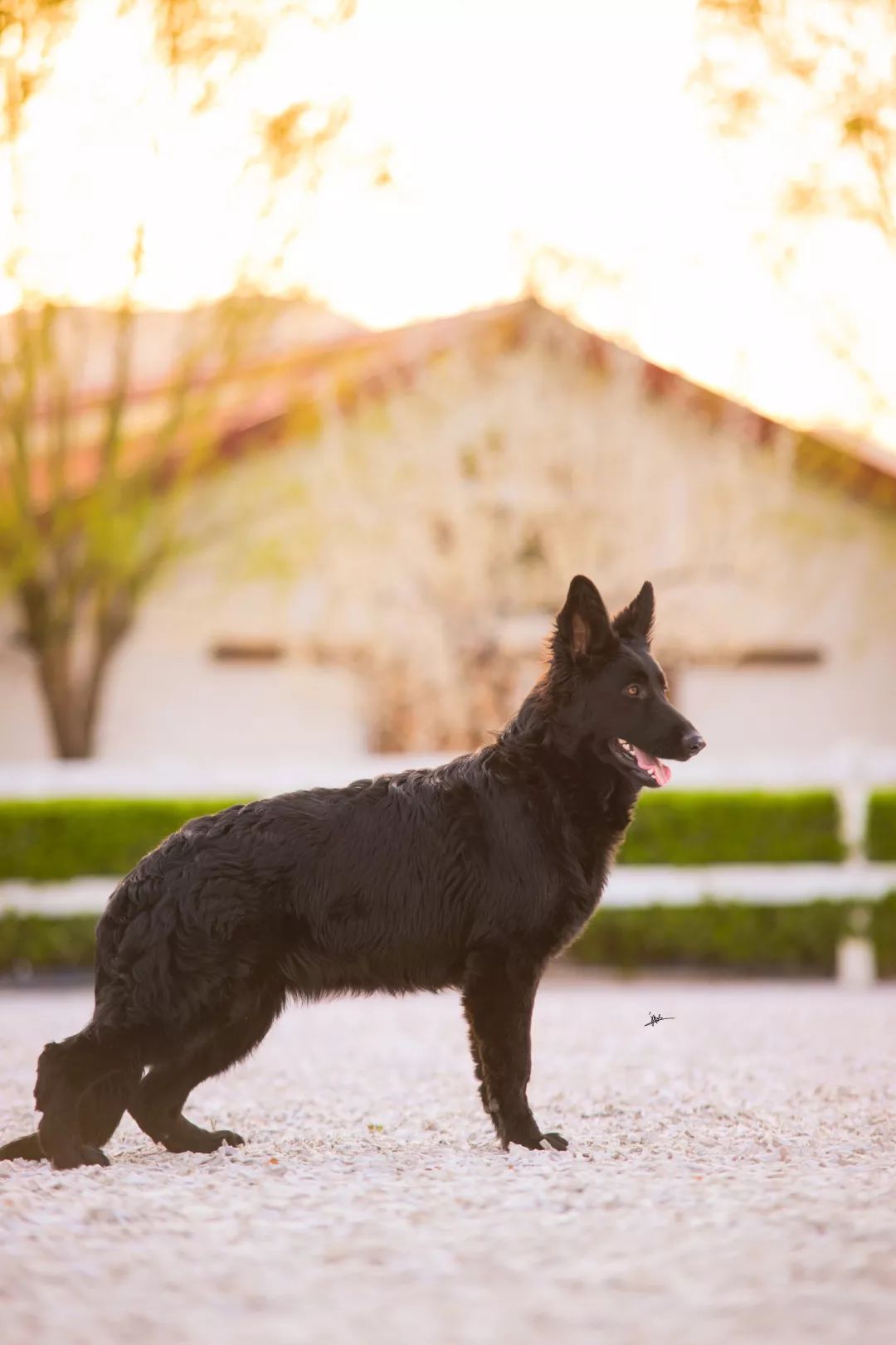德国牧羊犬历史最重体型,世界上最顶级的德国牧羊犬