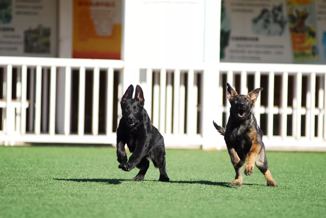 德国牧羊犬历史最重体型,世界上最顶级的德国牧羊犬