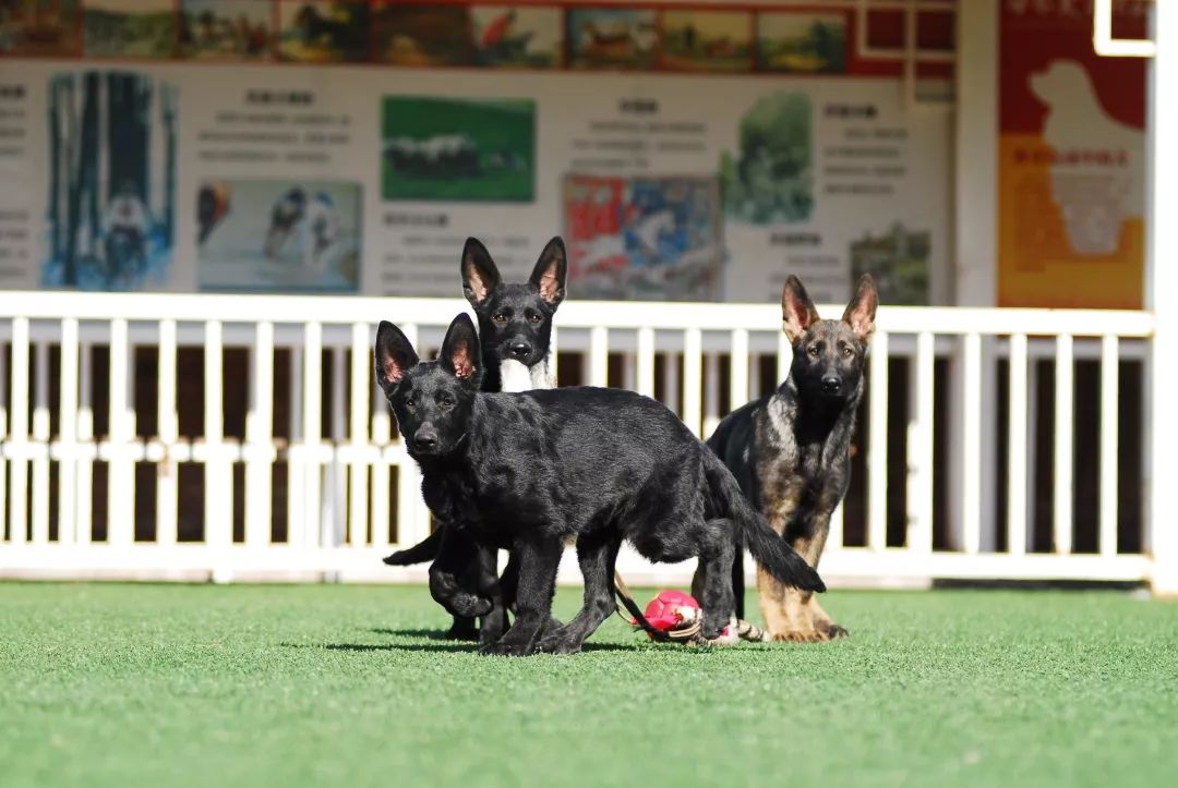 德国牧羊犬历史最重体型,世界上最顶级的德国牧羊犬