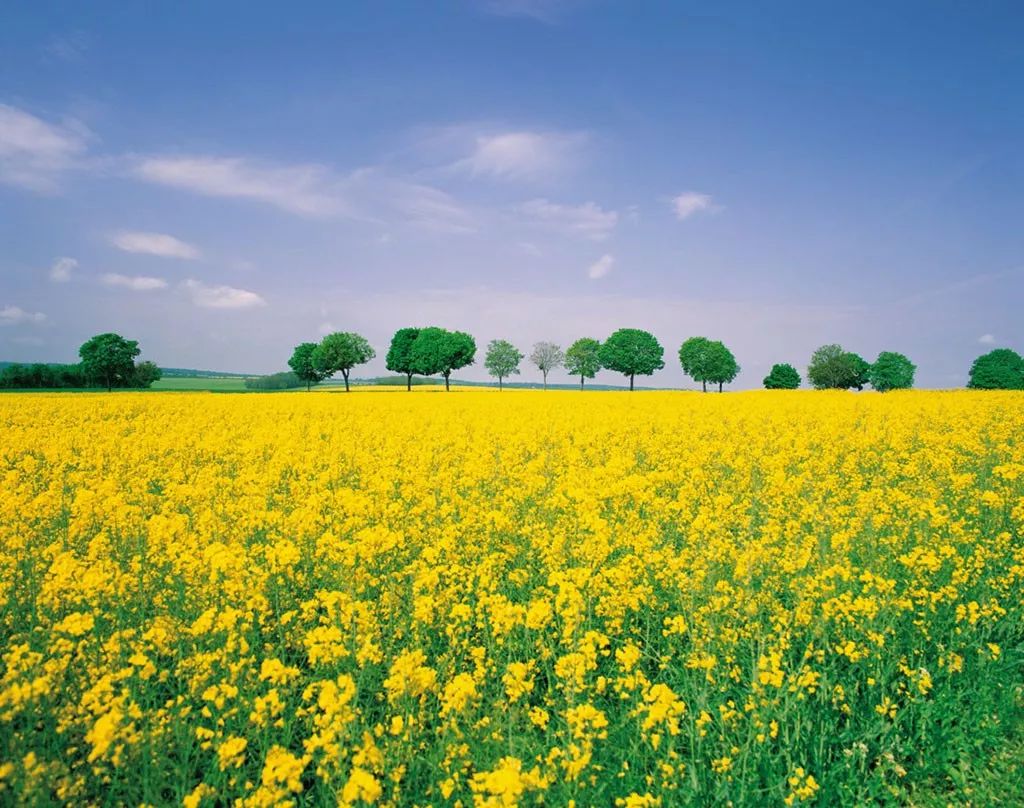 家乡的油菜花完整版,家乡的油菜花开了