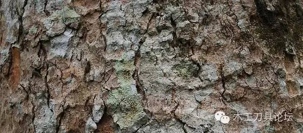 木材的种类及识别,常见木材的识别方法
