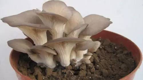 怎样学在家里种蘑菇,教你来种菜