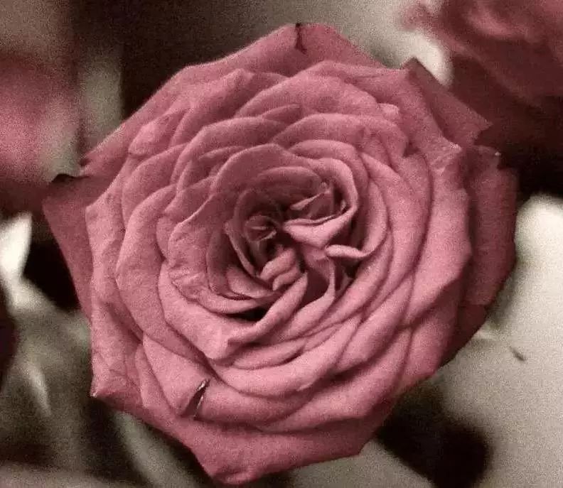 美到犯规的法式风情睡衣,丝滑修身,穿上肌肤像开了柔光一样美好。