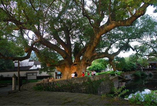 【五一·爽心游江西】婺源最全旅游攻略已为您备好，快来婺源“嗨”翻天！