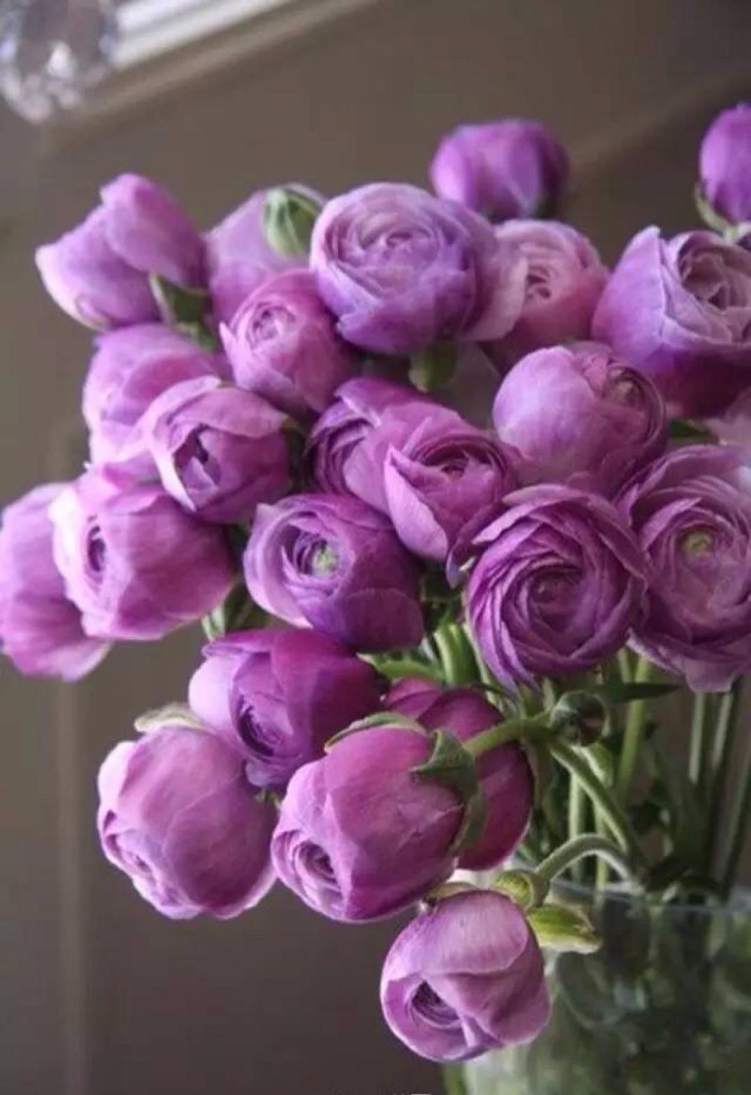 松江花友组了个价格美丽的鲜花团，还想找个靠谱提货点