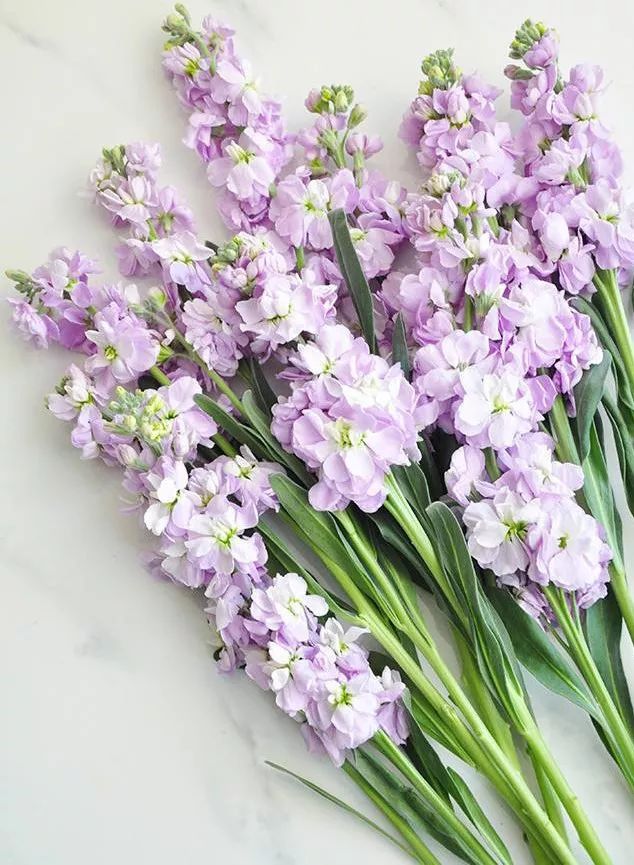 松江花友组了个价格美丽的鲜花团，还想找个靠谱提货点