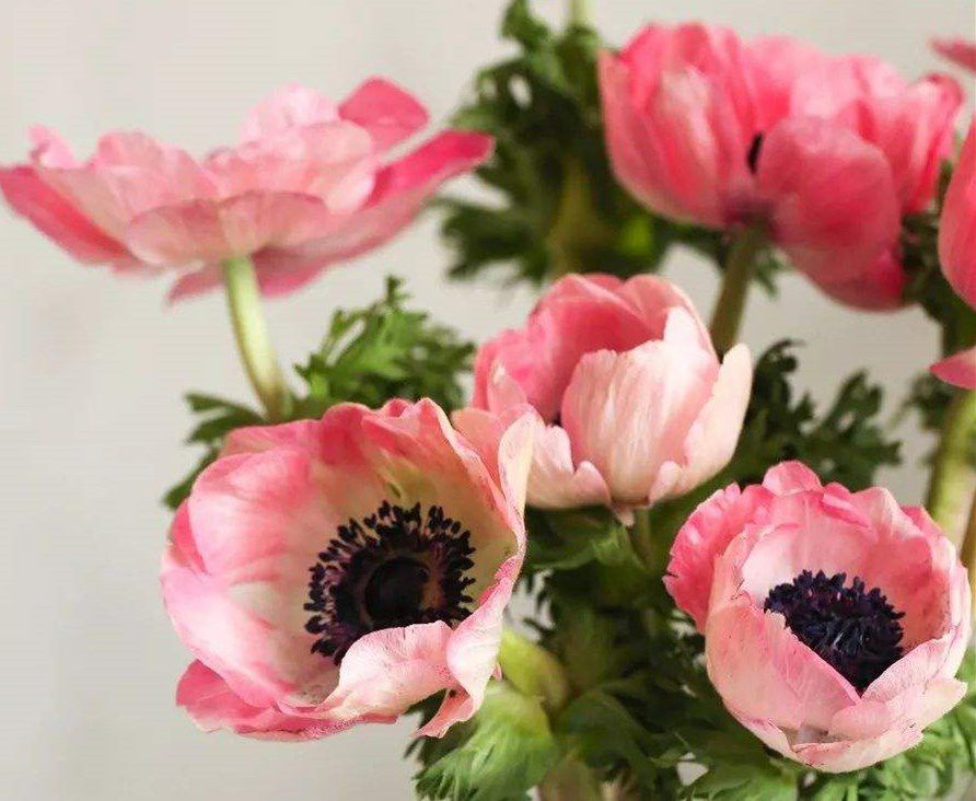 松江花友组了个价格美丽的鲜花团，还想找个靠谱提货点