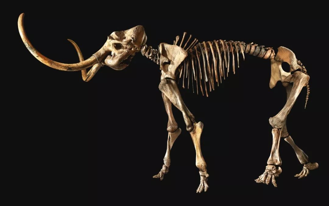 蘇富比香港:人间异珍高清巨献