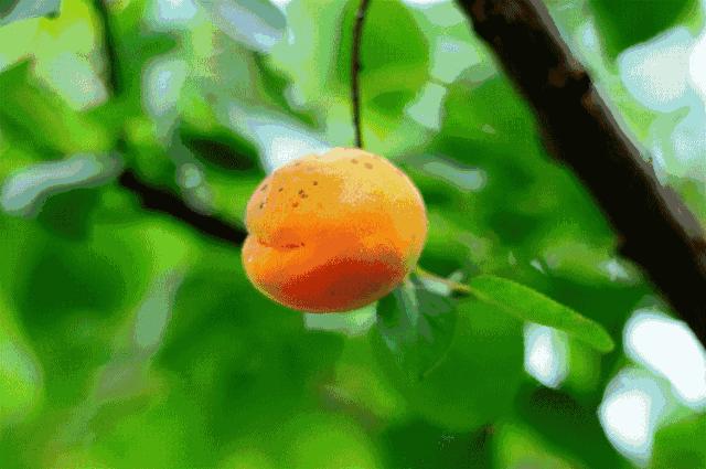 友好互推|攀枝花的吃货嗨起来！这11种水果将要排队上市啰！（内附时间及地点）